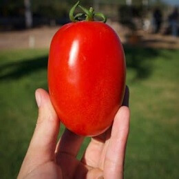 Hybrid Tomato Galilea F1